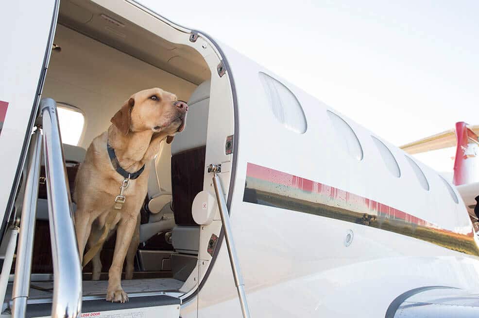 Dog Looking Out Of Phenom 300 Door