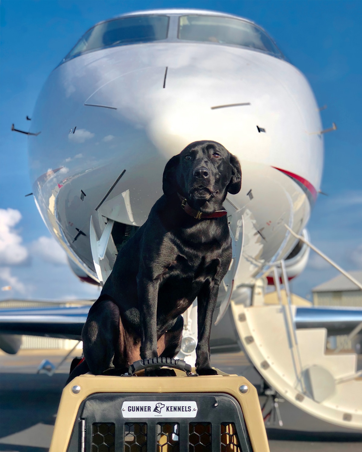 Black Dog Poses In Front of Challenger 300